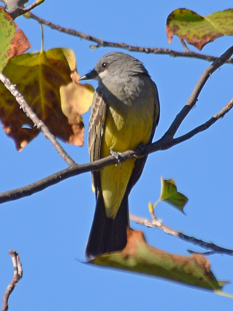 KIngbird.jpg