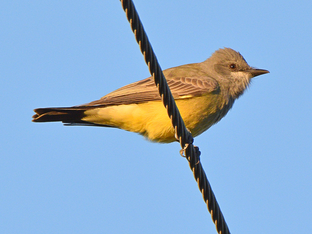 Kingbird.jpg