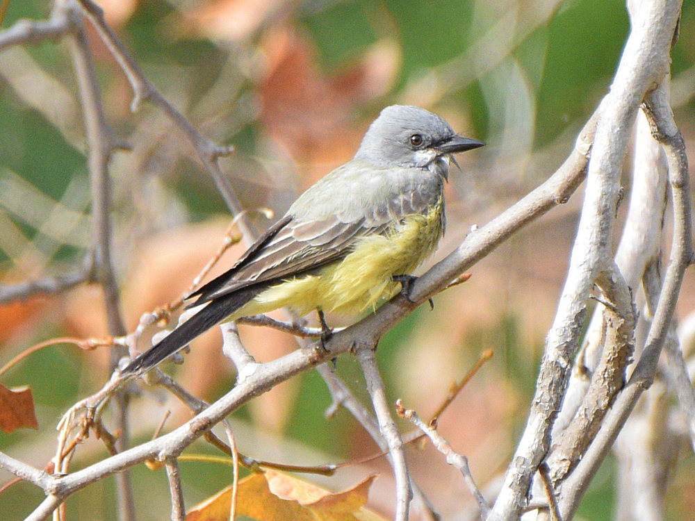 Kingbird.jpg