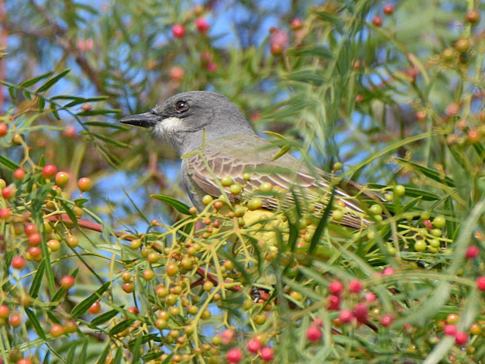 Kingbird.jpg