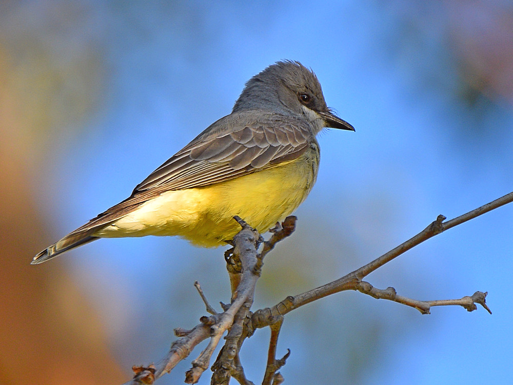 Kingbird.jpg