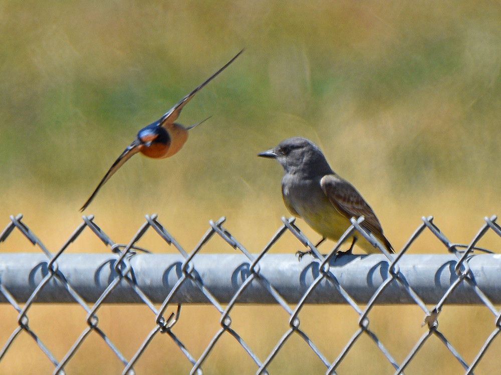 Kingbird.jpg