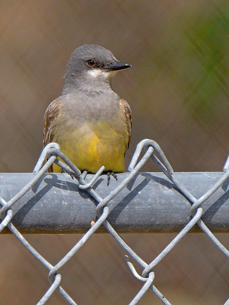 Kingbird.jpg