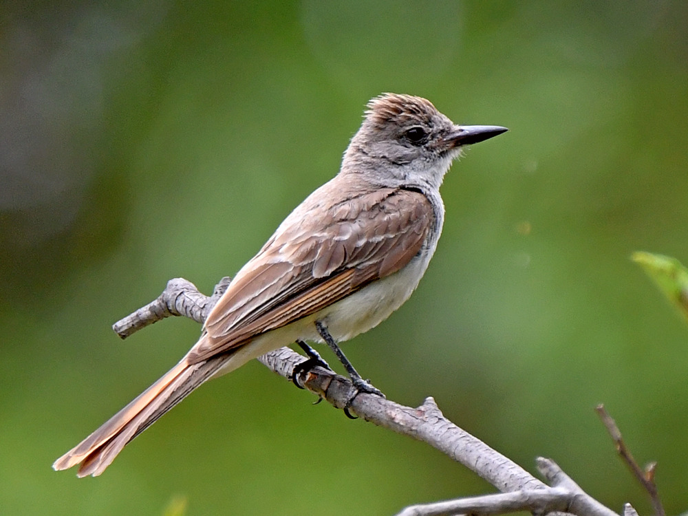 Kingbird.jpg