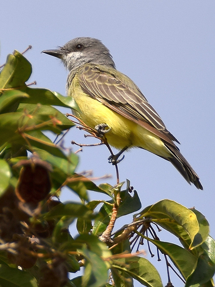 Kingbird.jpg
