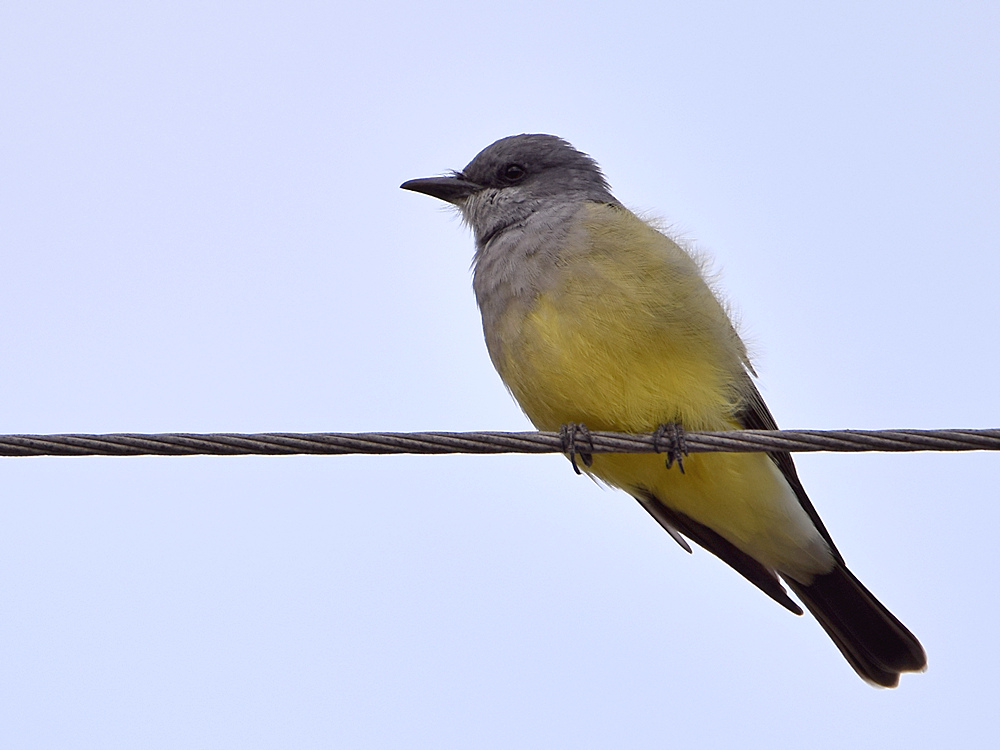 Kingbird.jpg