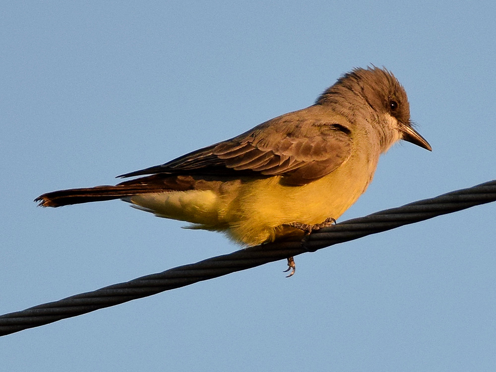 Kingbird.jpg