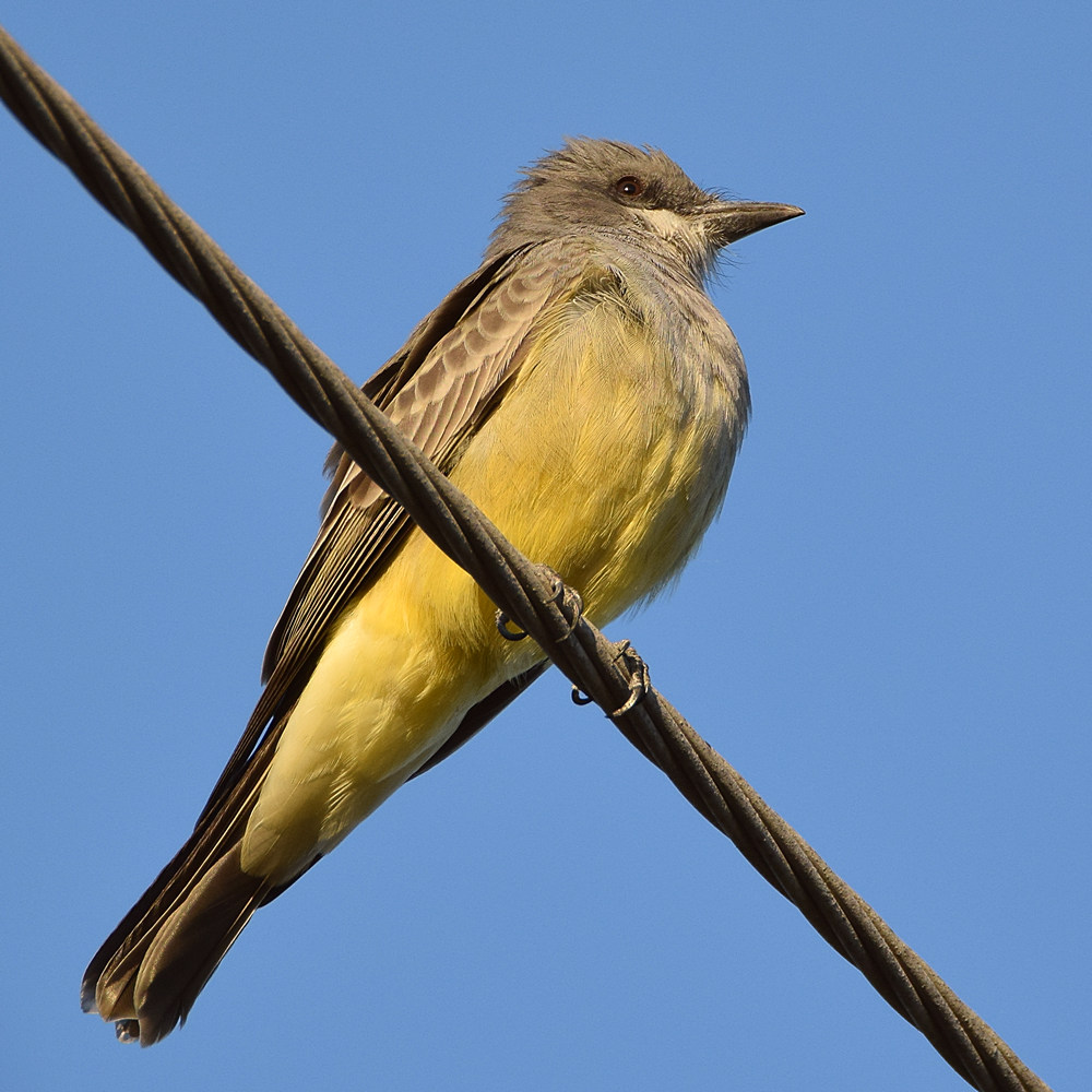 Kingbird.jpg
