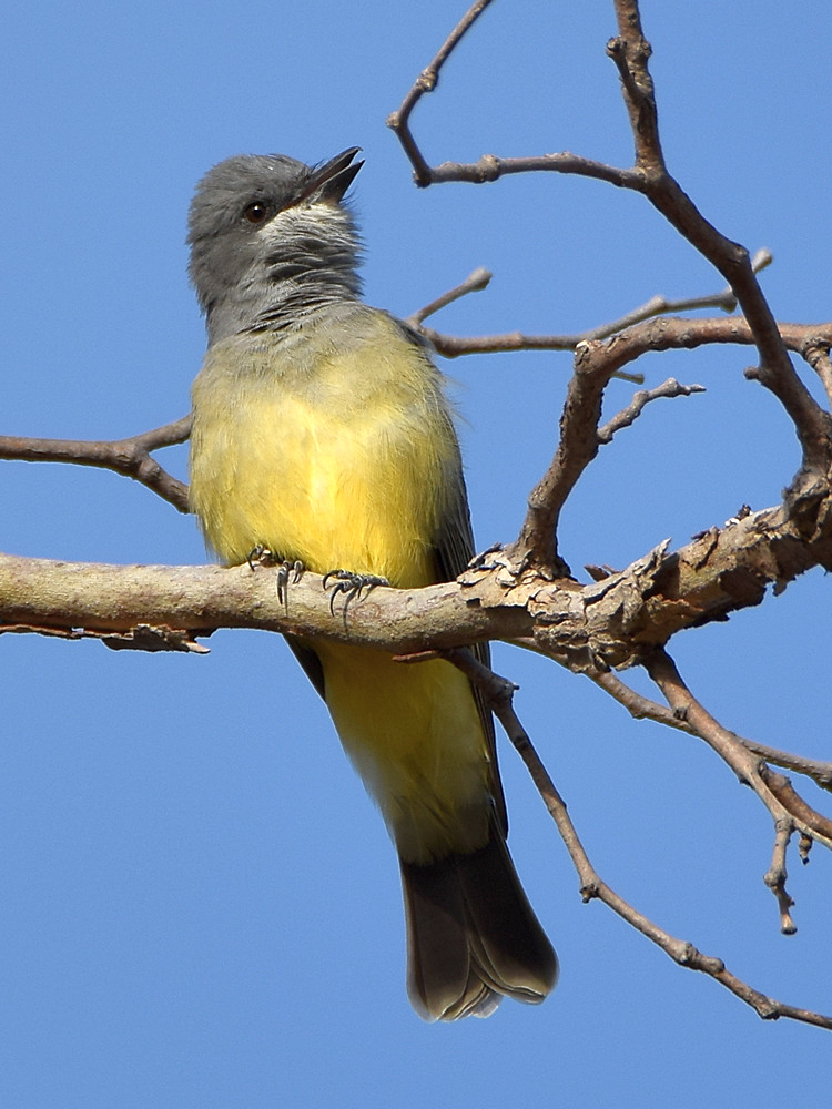 Kingbird.jpg