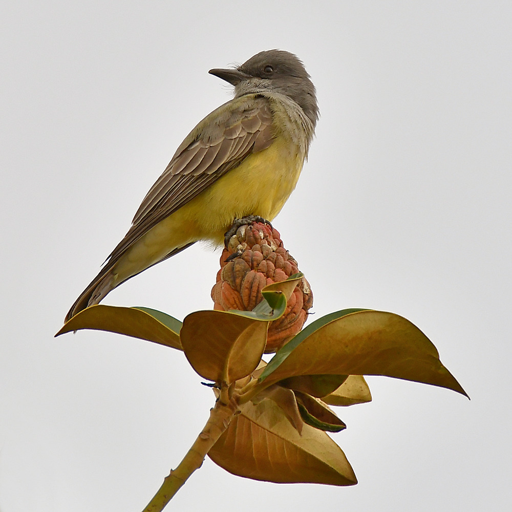 Kingbird.jpg