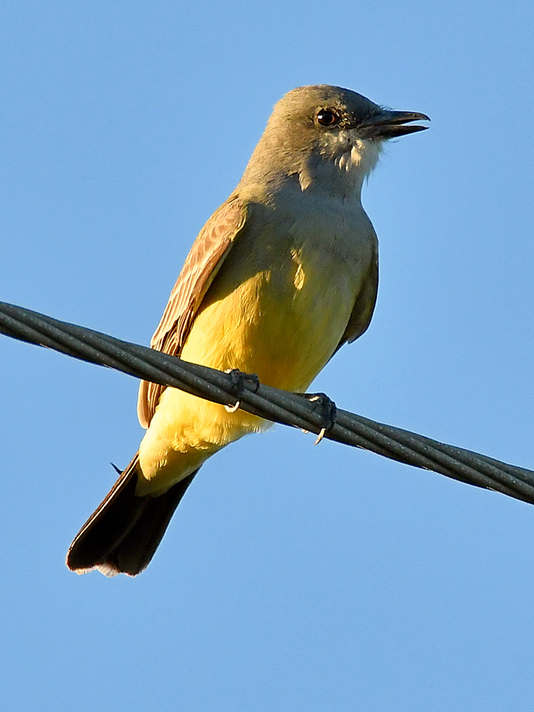 Kingbird.jpg