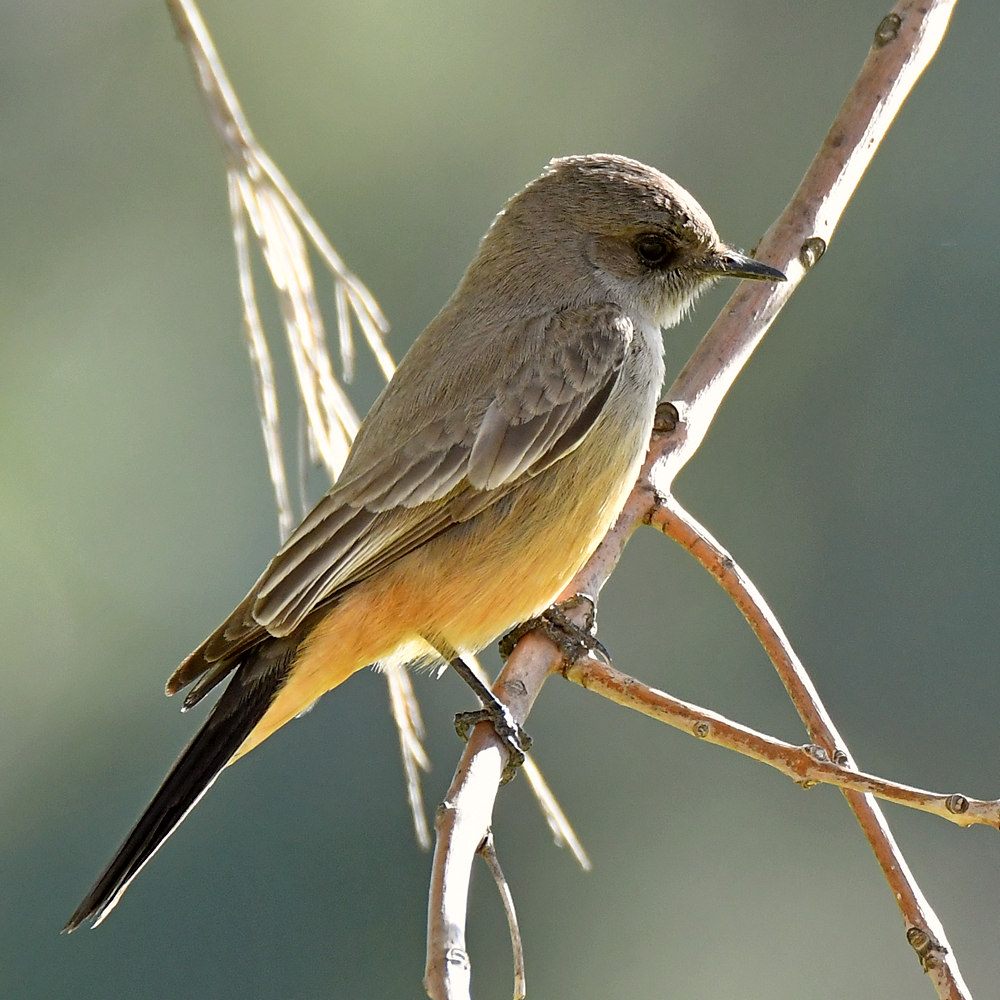 Kingbird.jpg