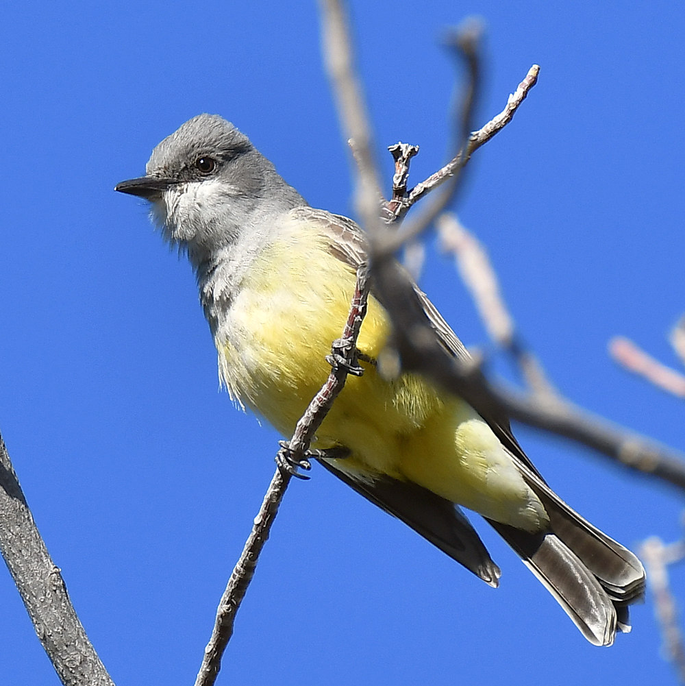 Kingbird.jpg