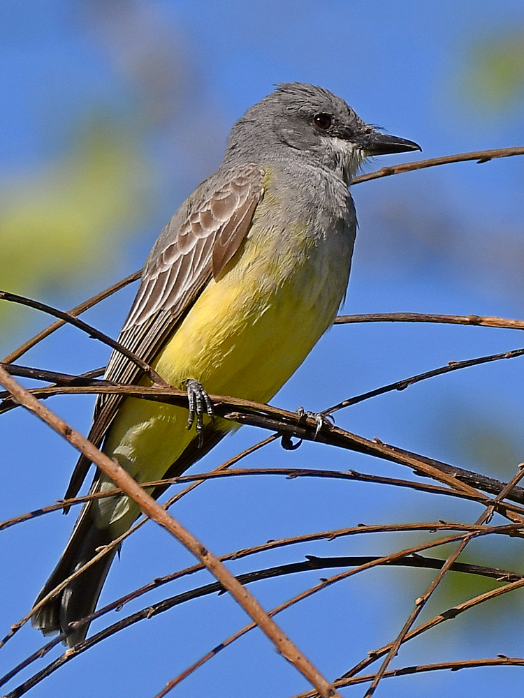 Kingbird.jpg
