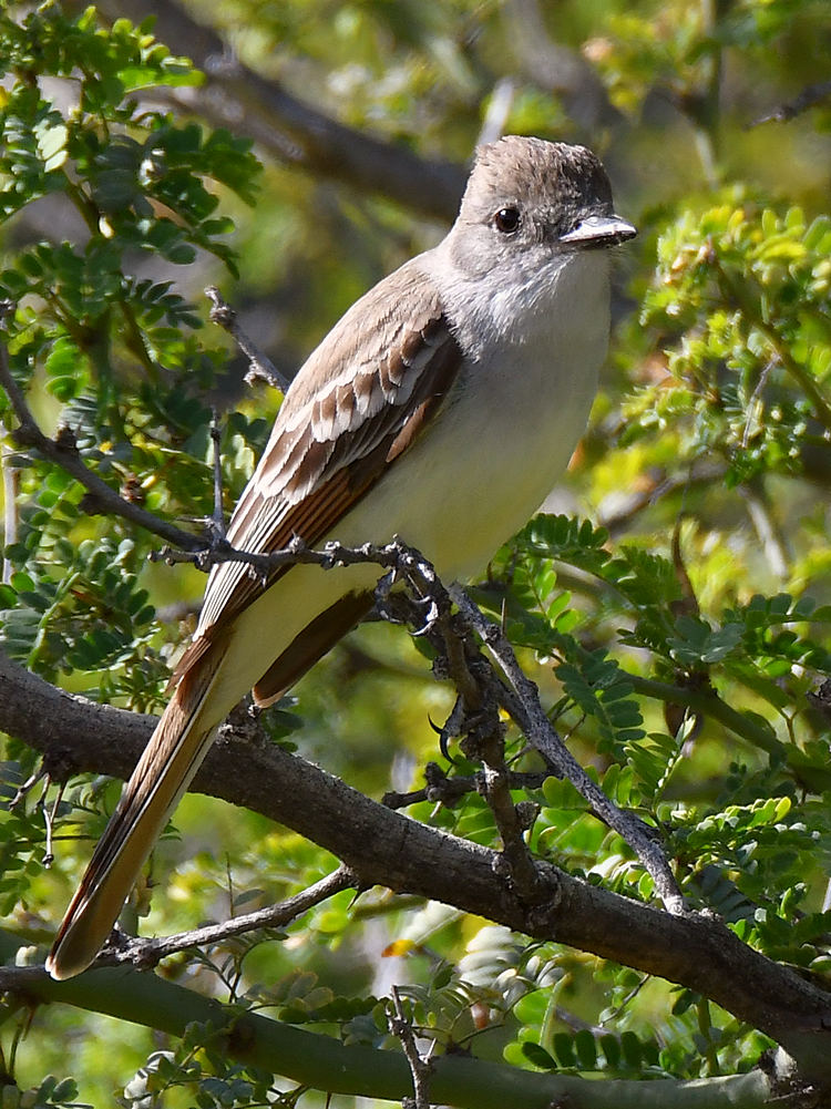 Kingbird.jpg