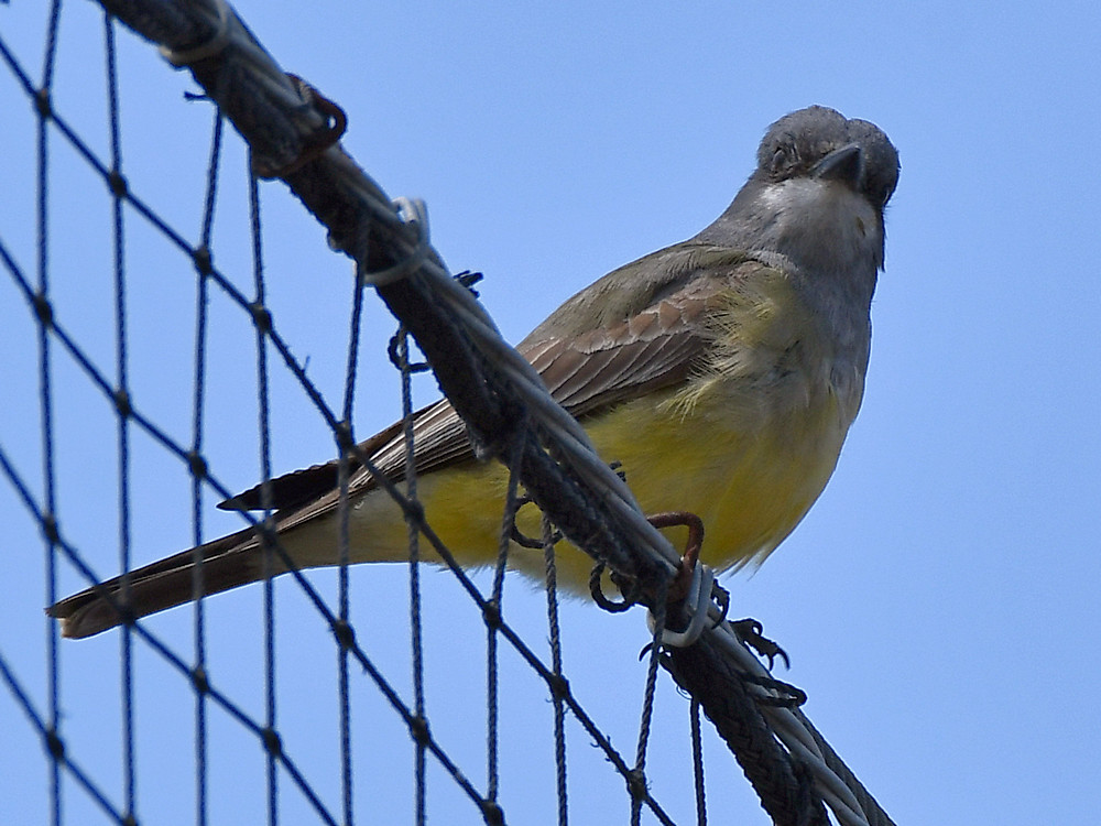 Kingbird.jpg