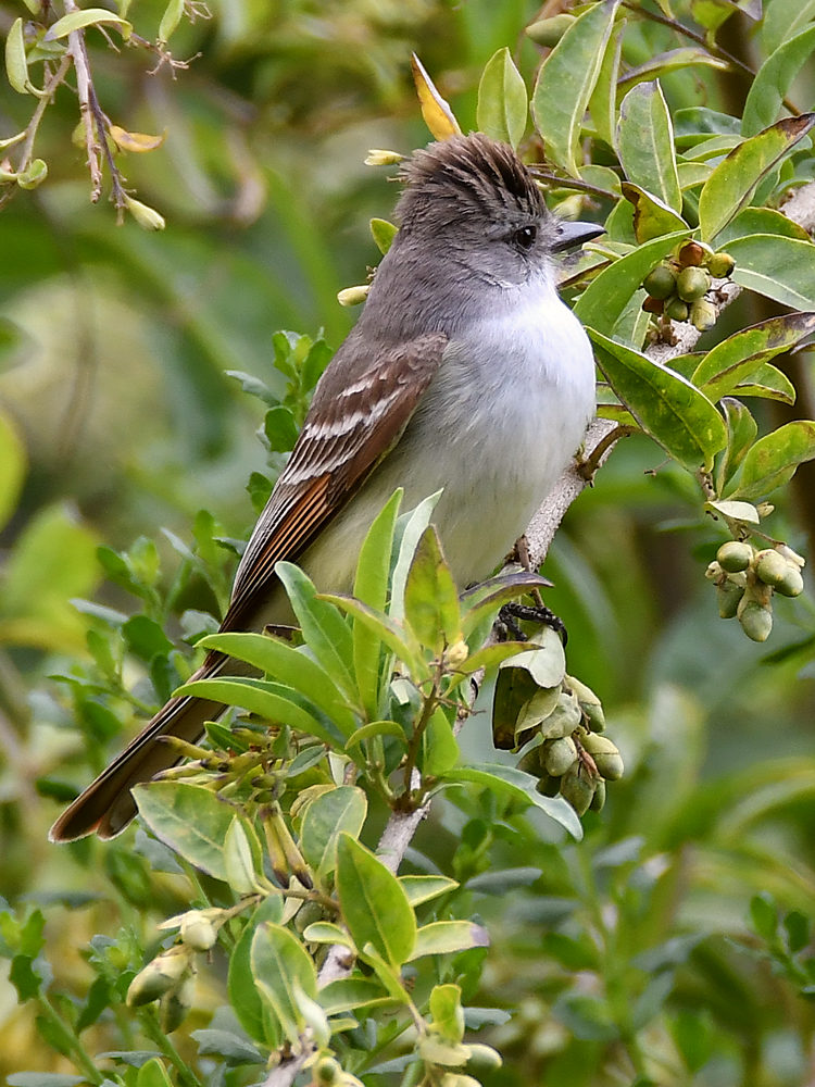Kingbird.jpg