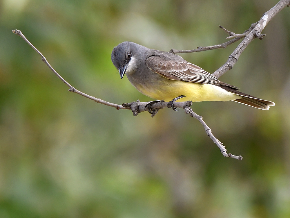 Kingbird.jpg