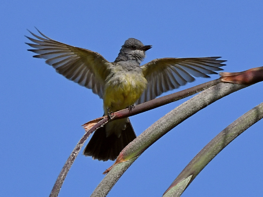 Kingbird.jpg