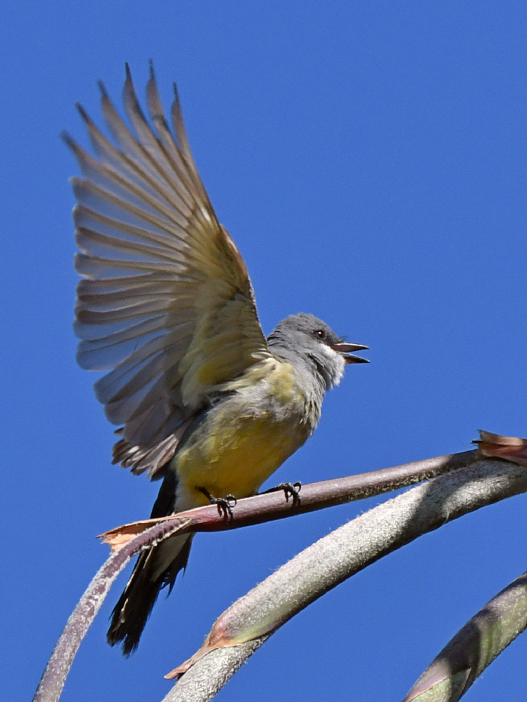 Kingbird.jpg