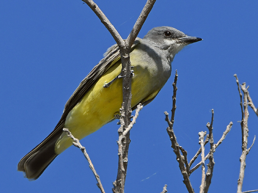 Kingbird.jpg
