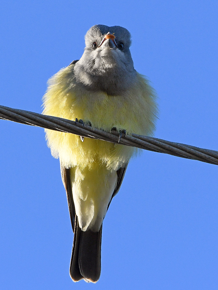 Kingbird.jpg