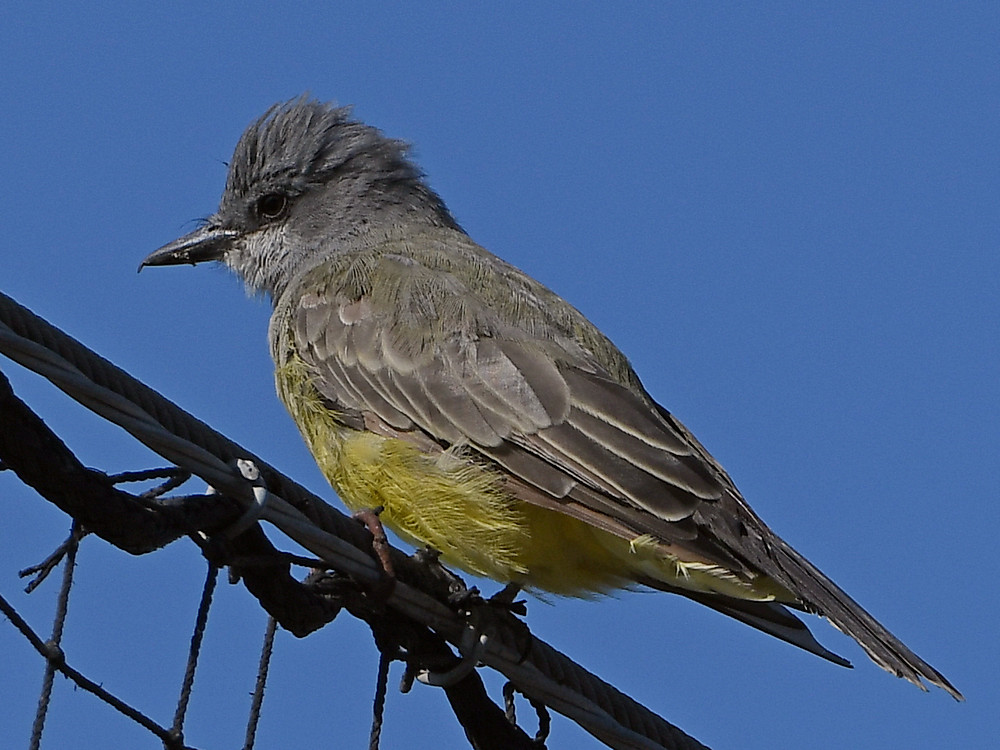 Kingbird.jpg