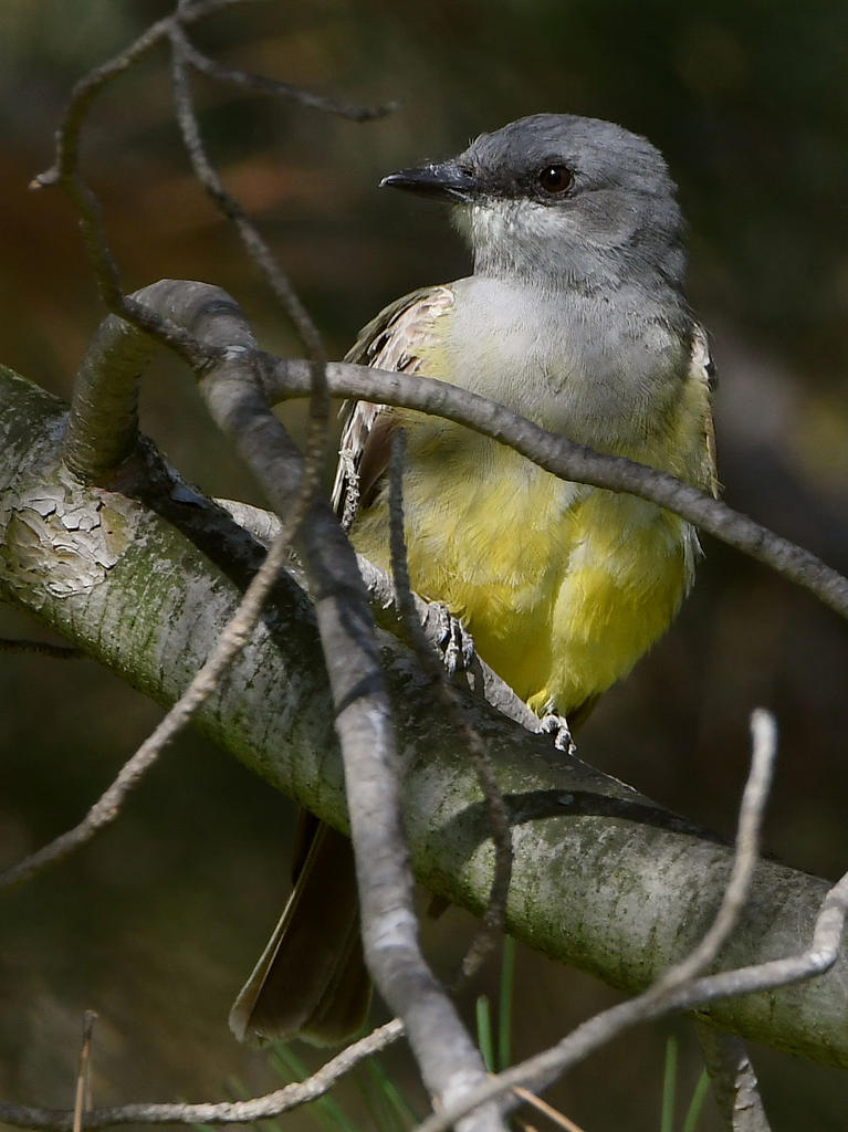 Kingbird.jpg