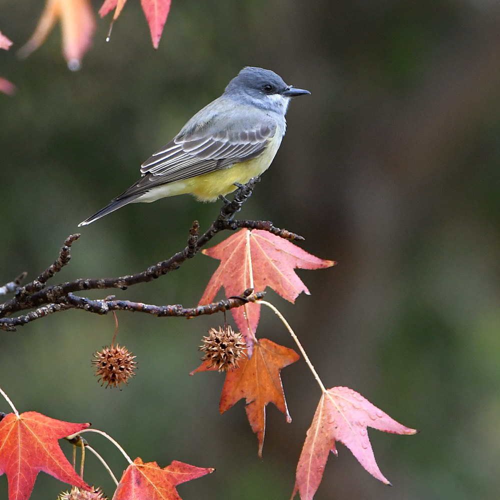 Kingbird.jpg