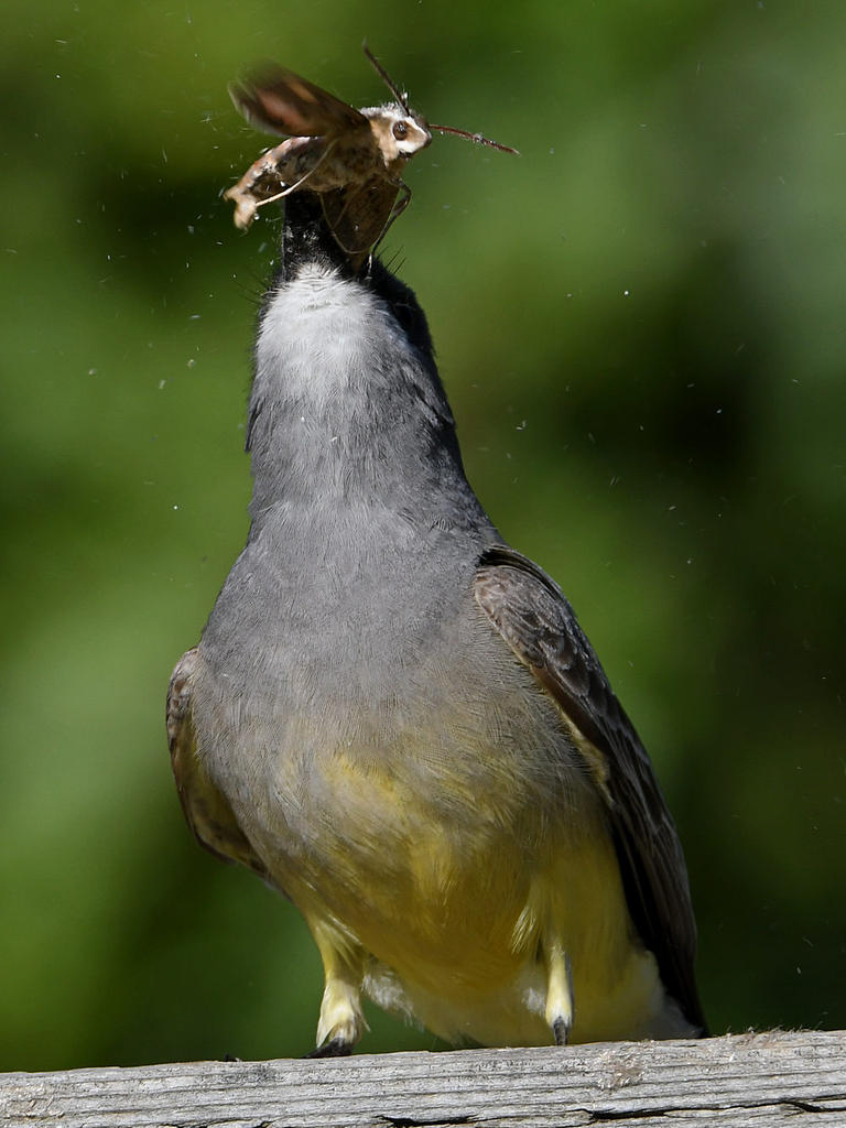 Kingbird.jpg
