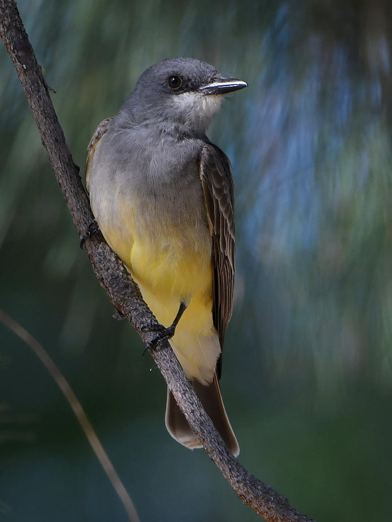 Kingbird.jpg