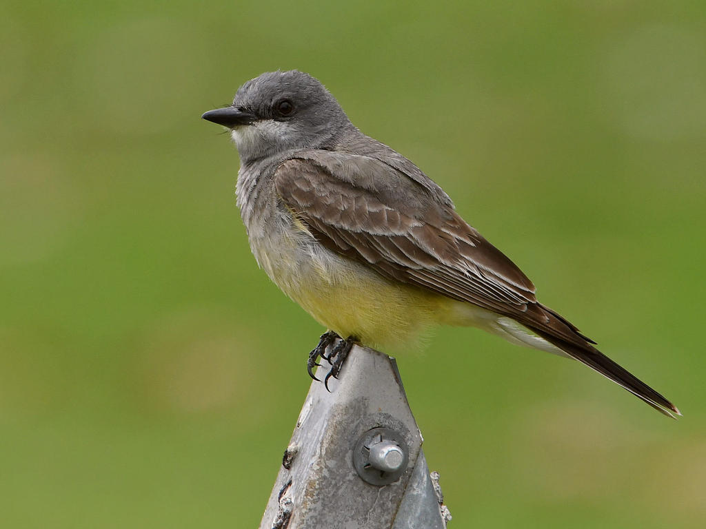Kingbird.jpg