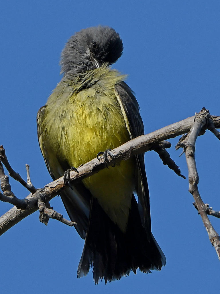 Kingbird.jpg