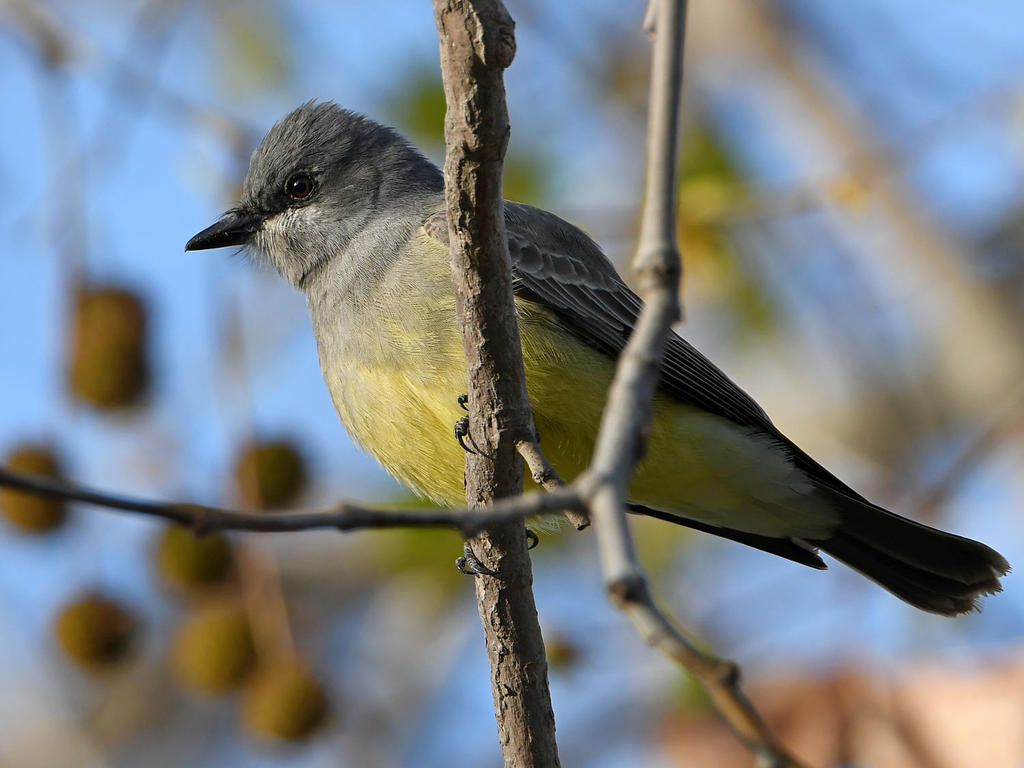 Kingbird.jpg