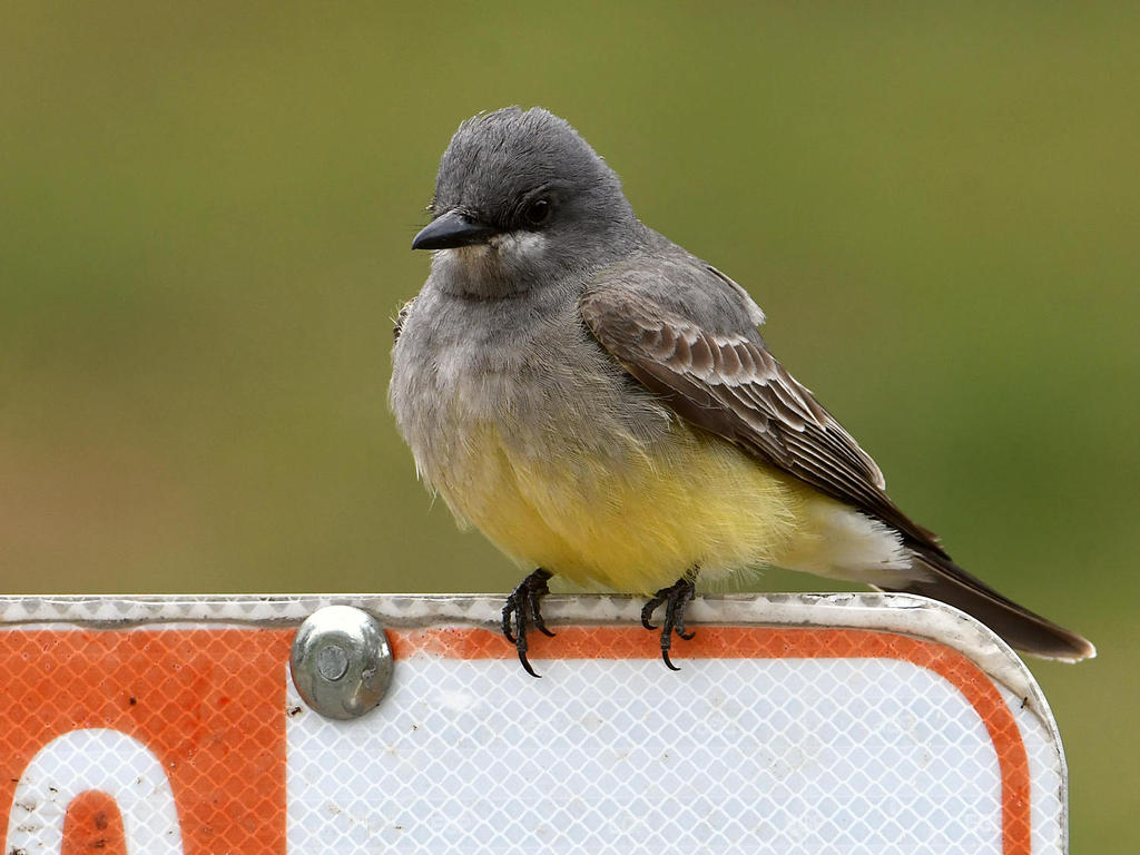 Kingbird.jpg