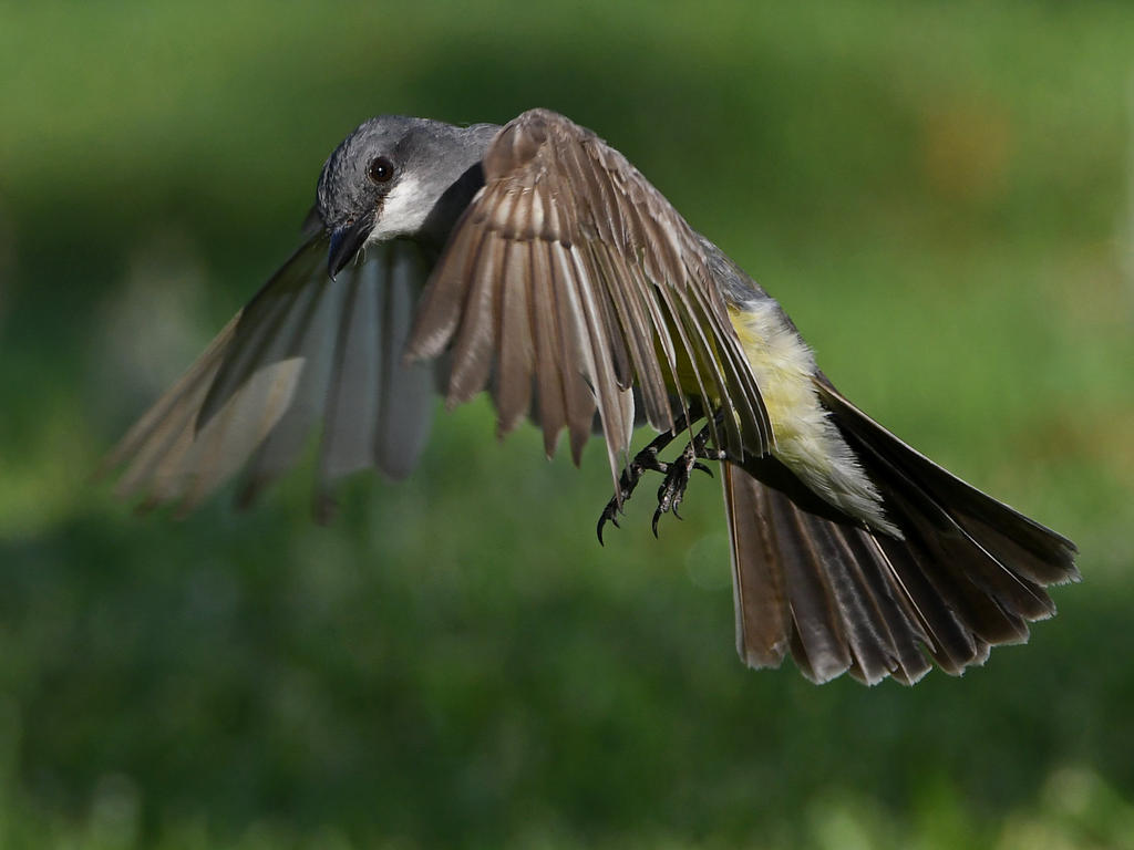 Kingbird.jpg