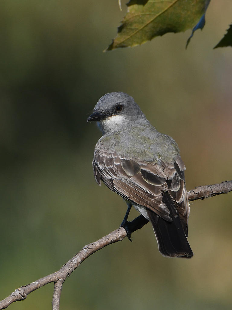 Kingbird.jpg