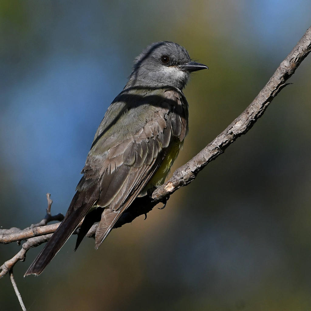 Kingbird.jpg