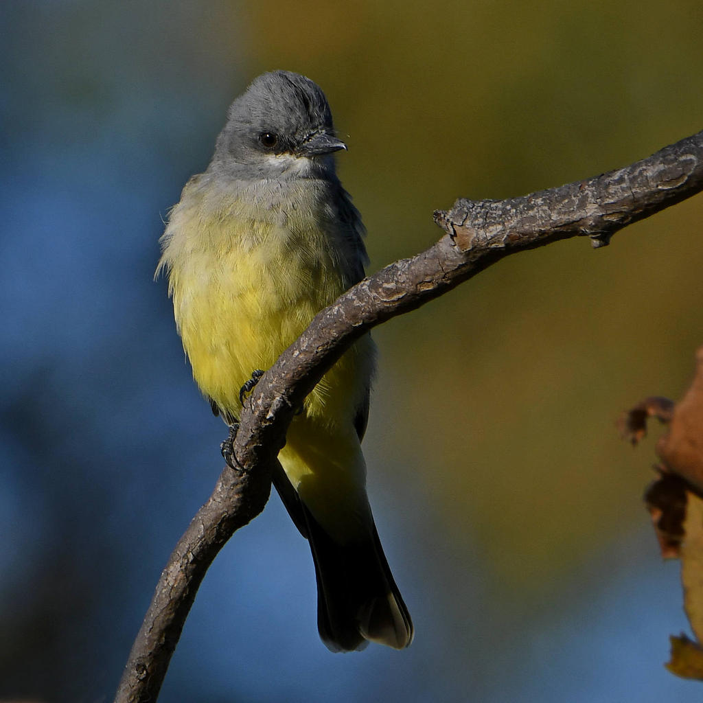 Kingbird.jpg