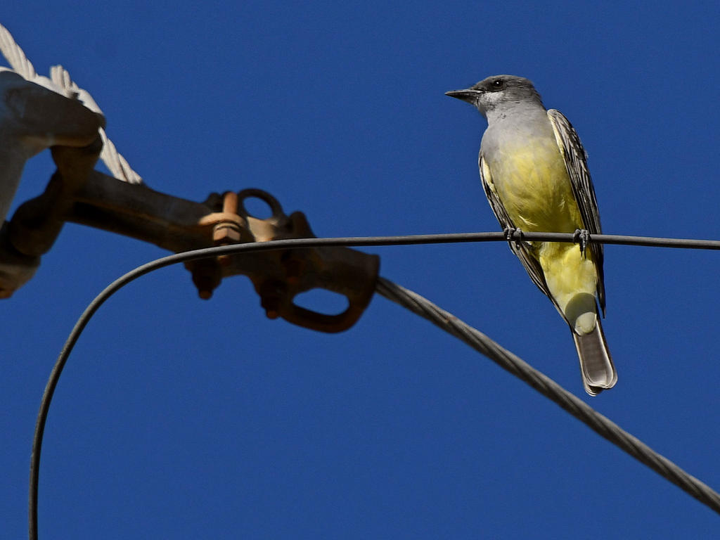Kingbird.jpg