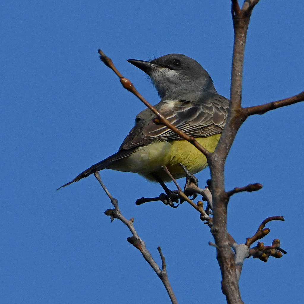 Kingbird.jpg