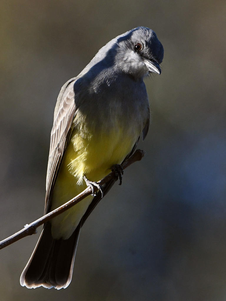 Kingbird.jpg
