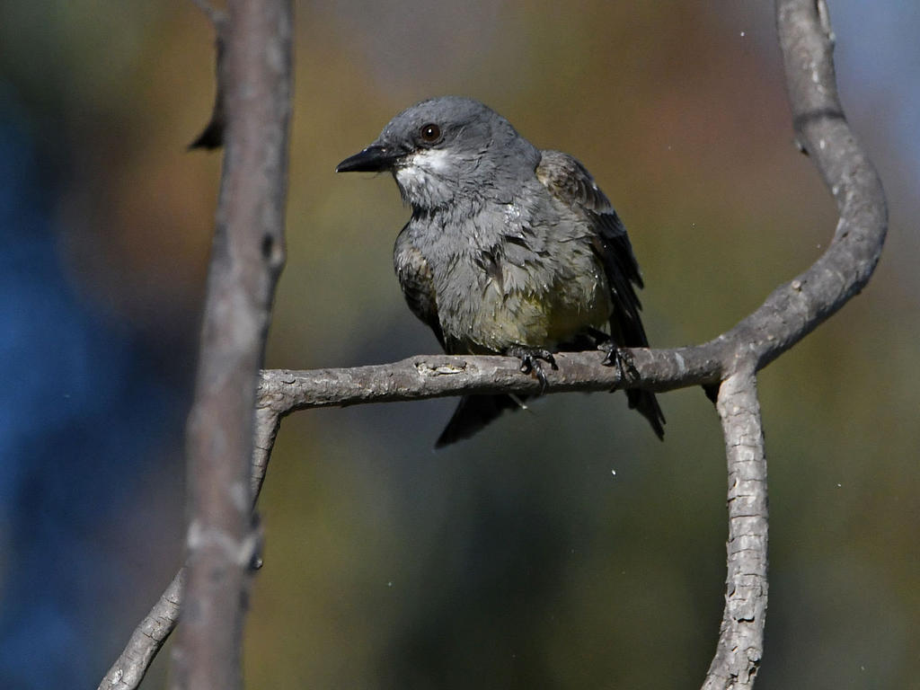 Kingbird.jpg
