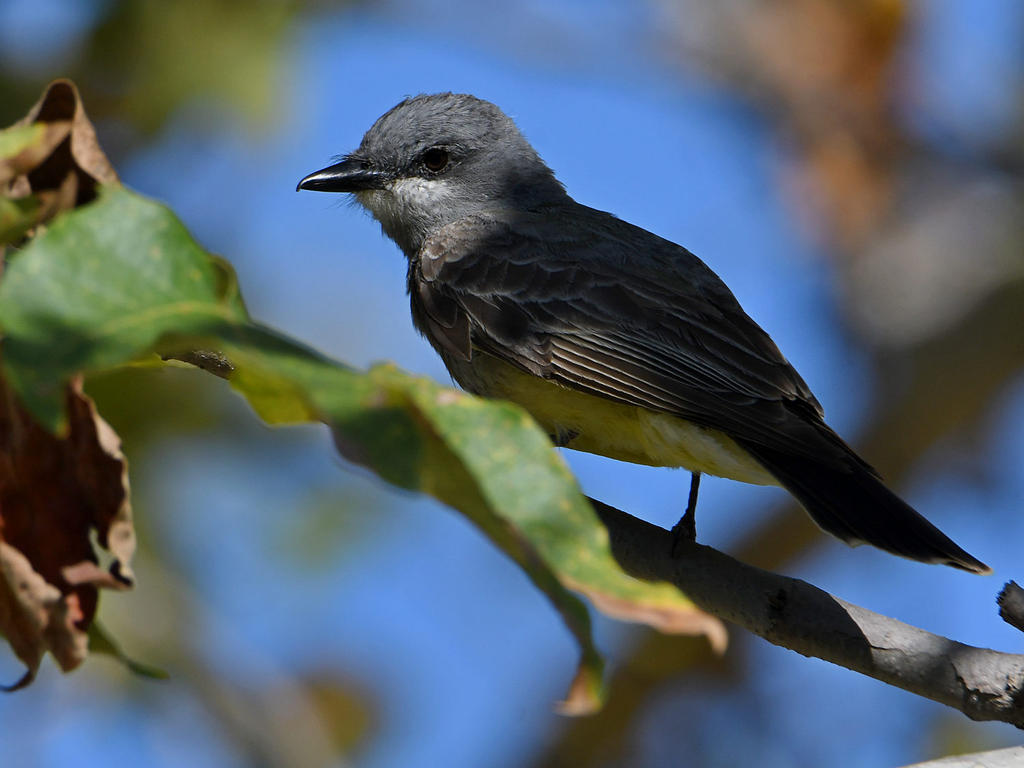 Kingbird.jpg