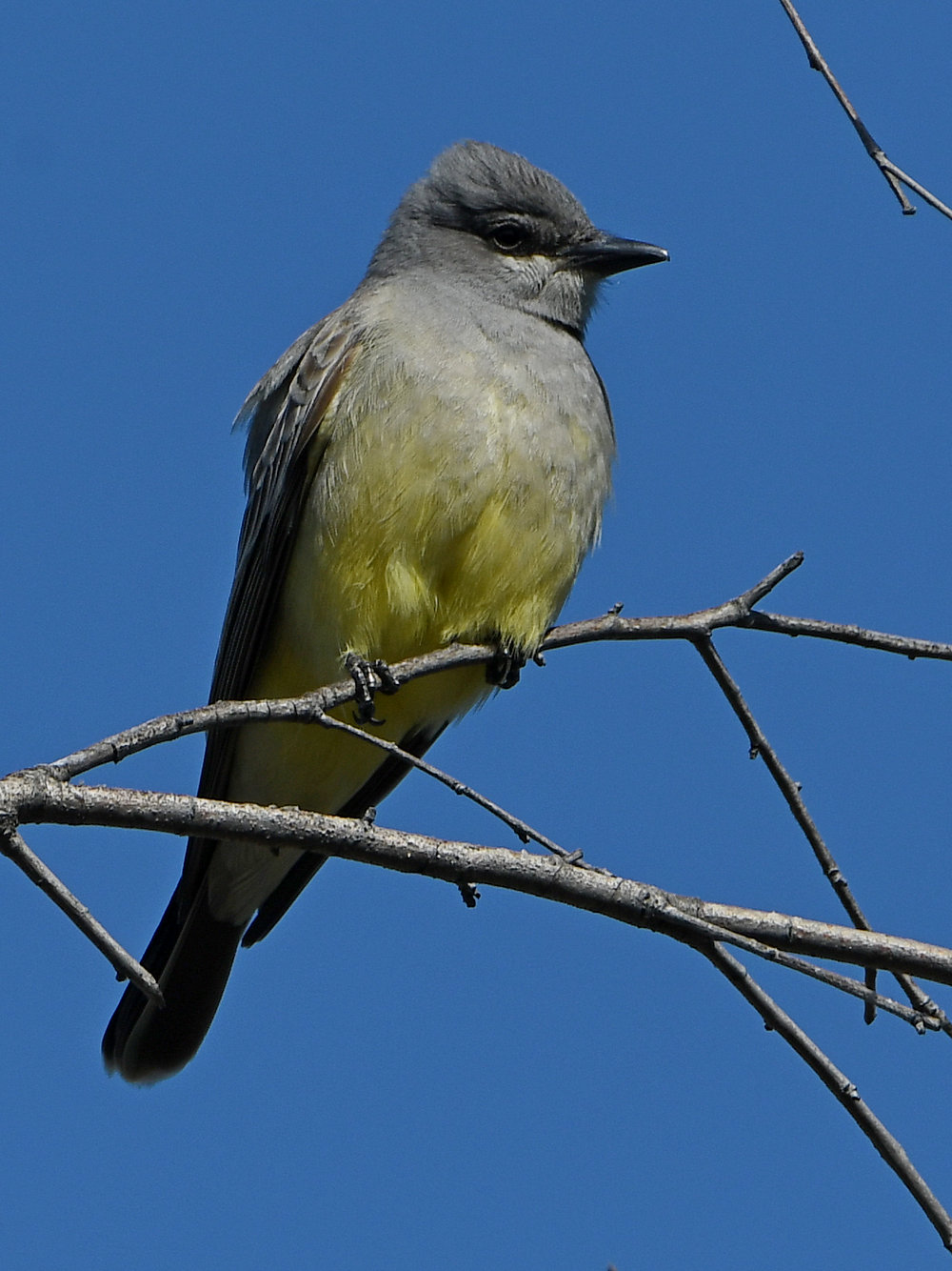 Kingbird.jpg