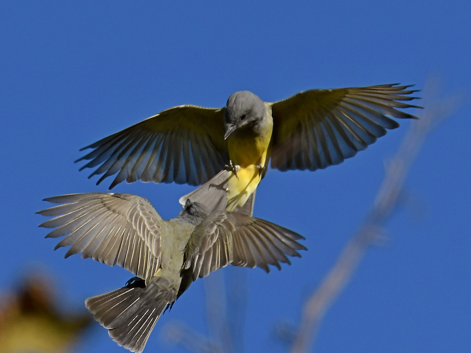 Kingbird.jpg