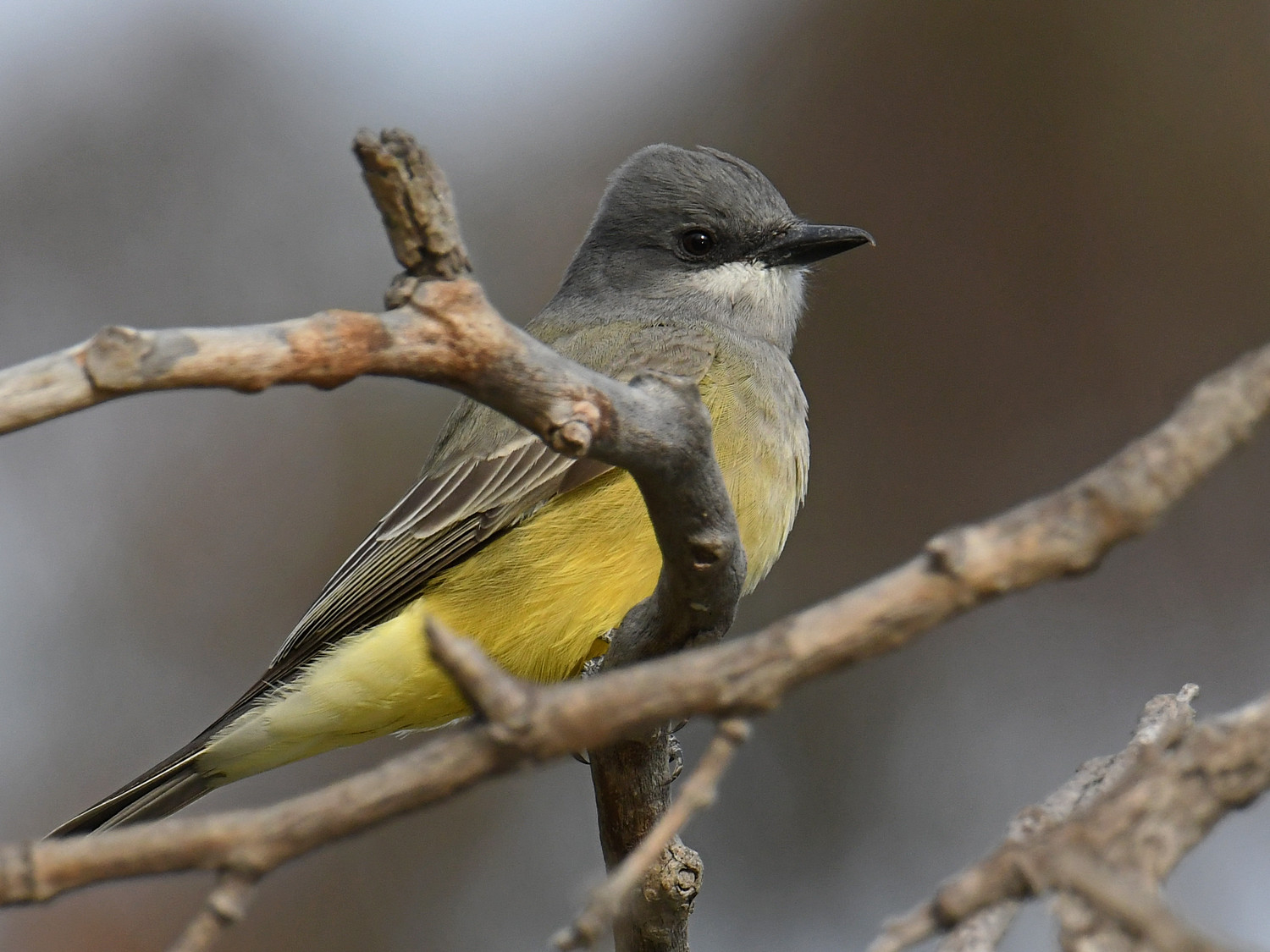 Kingbird.jpg