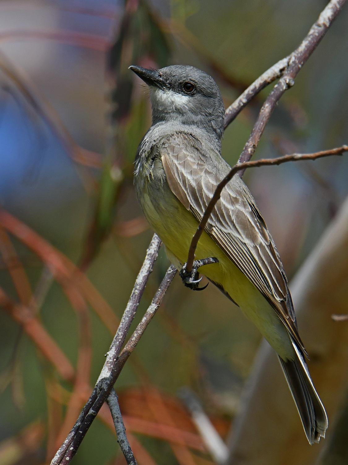 Kingbird.jpg