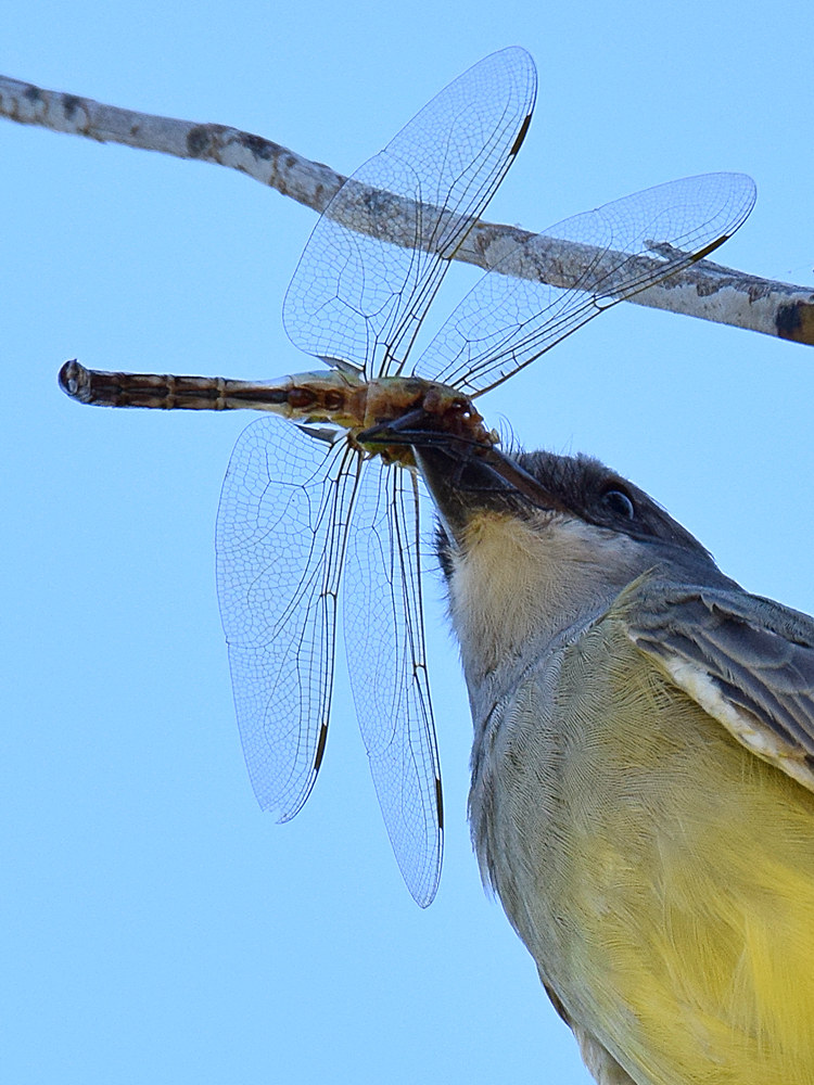 Kingbird10.jpg