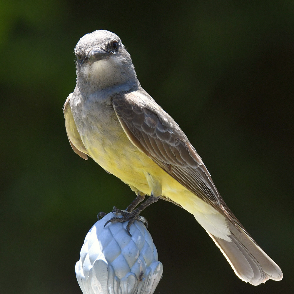 Kingbird10.jpg